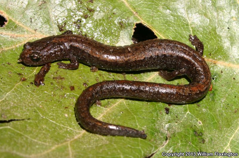 Relictual Slender Salamander (Batrachoseps relictus)