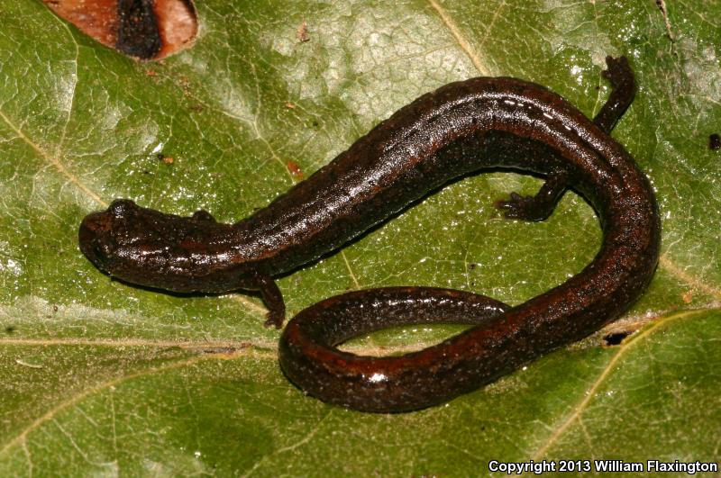 Relictual Slender Salamander (Batrachoseps relictus)