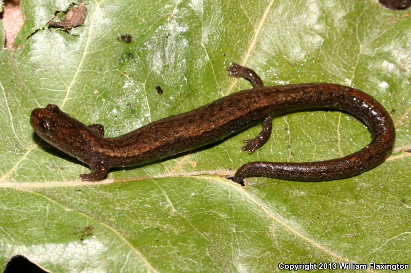 Relictual Slender Salamander (Batrachoseps relictus)