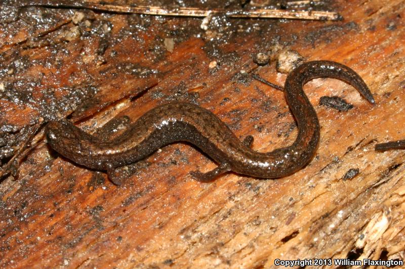 Relictual Slender Salamander (Batrachoseps relictus)