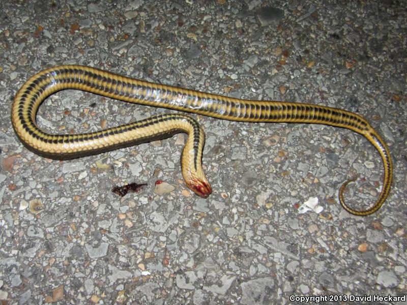 Gulf Crayfish Snake (Regina rigida sinicola)