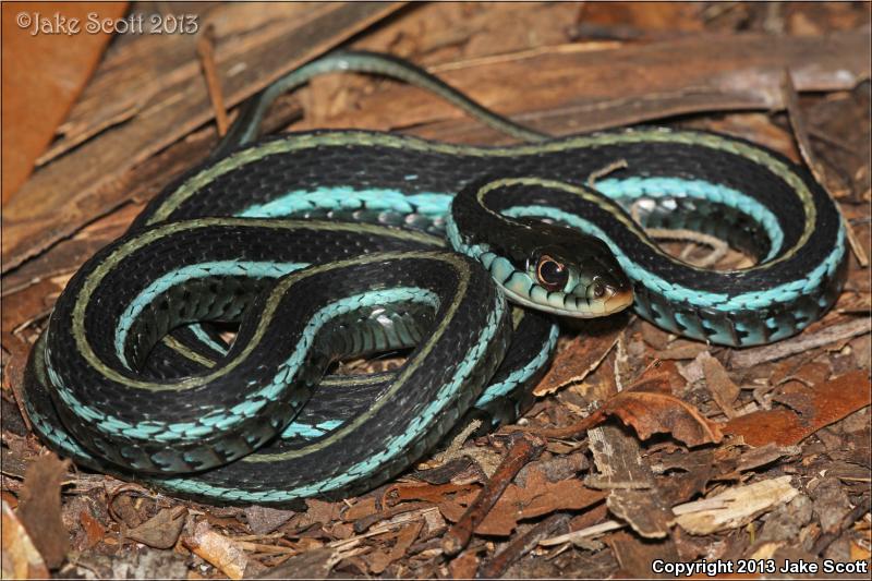 Blue-striped Gartersnake (Thamnophis sirtalis similis)