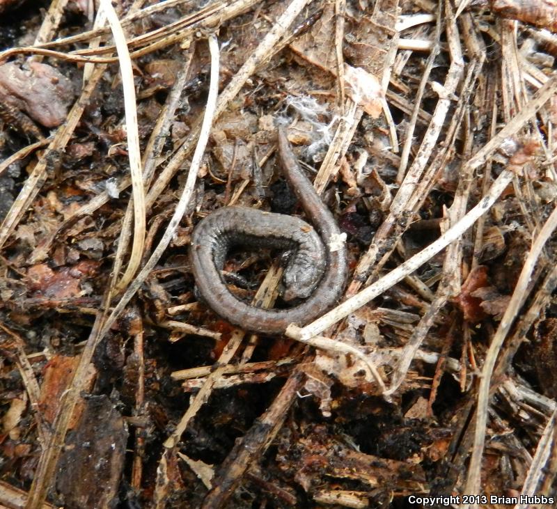 Gregarious Slender Salamander (Batrachoseps gregarius)