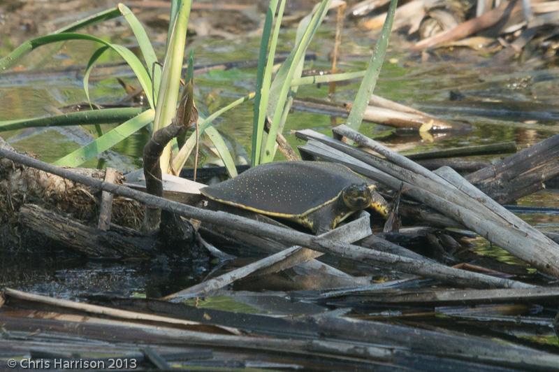 Guadalupe Spiny Softshell (Apalone spinifera guadalupensis)