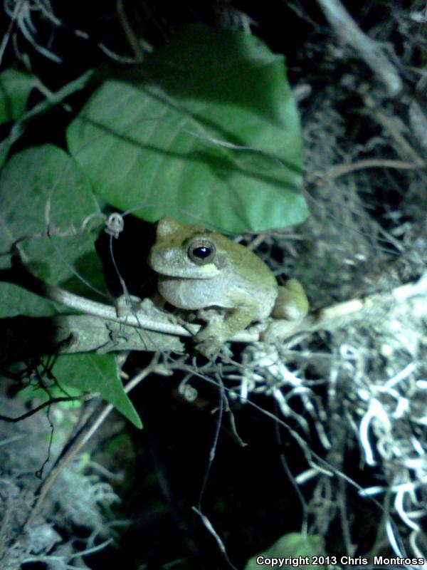 Western Bird-voiced Treefrog (Hyla avivoca avivoca)