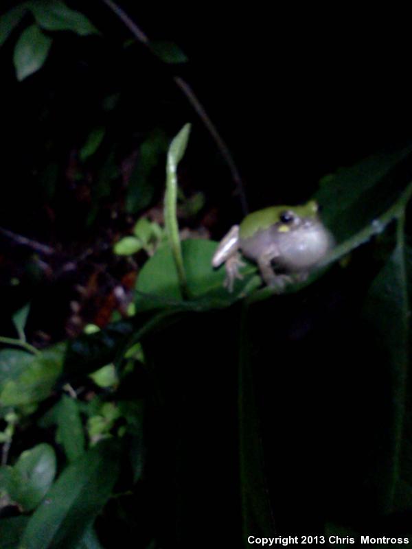 Western Bird-voiced Treefrog (Hyla avivoca avivoca)