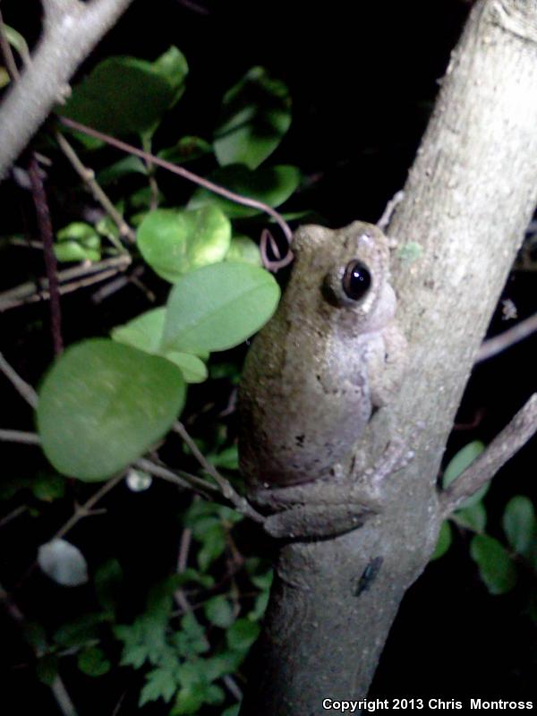 Western Bird-voiced Treefrog (Hyla avivoca avivoca)