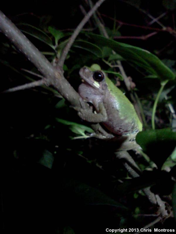 Western Bird-voiced Treefrog (Hyla avivoca avivoca)