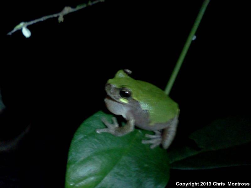 Western Bird-voiced Treefrog (Hyla avivoca avivoca)