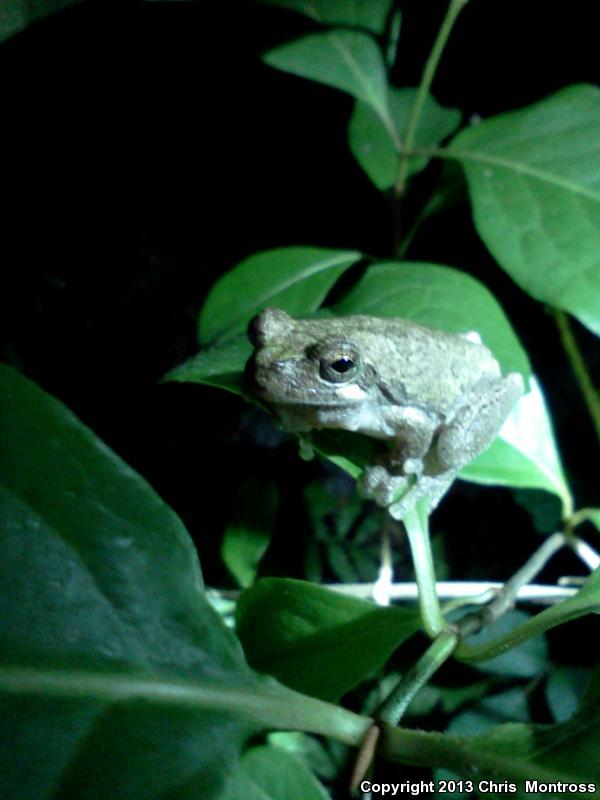 Western Bird-voiced Treefrog (Hyla avivoca avivoca)