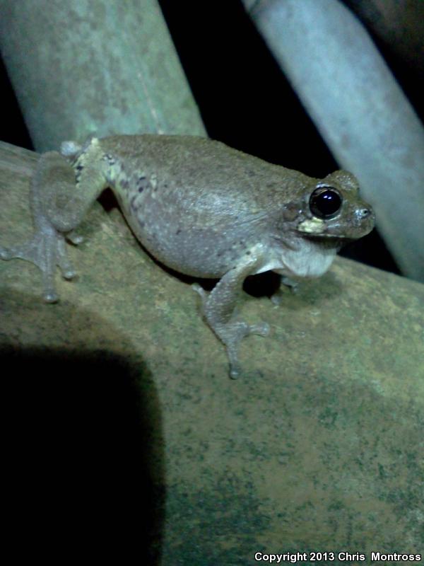 Western Bird-voiced Treefrog (Hyla avivoca avivoca)