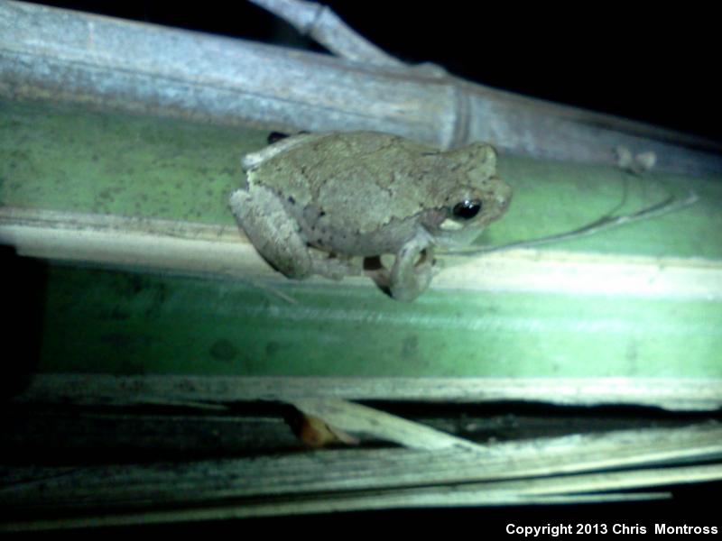 Western Bird-voiced Treefrog (Hyla avivoca avivoca)