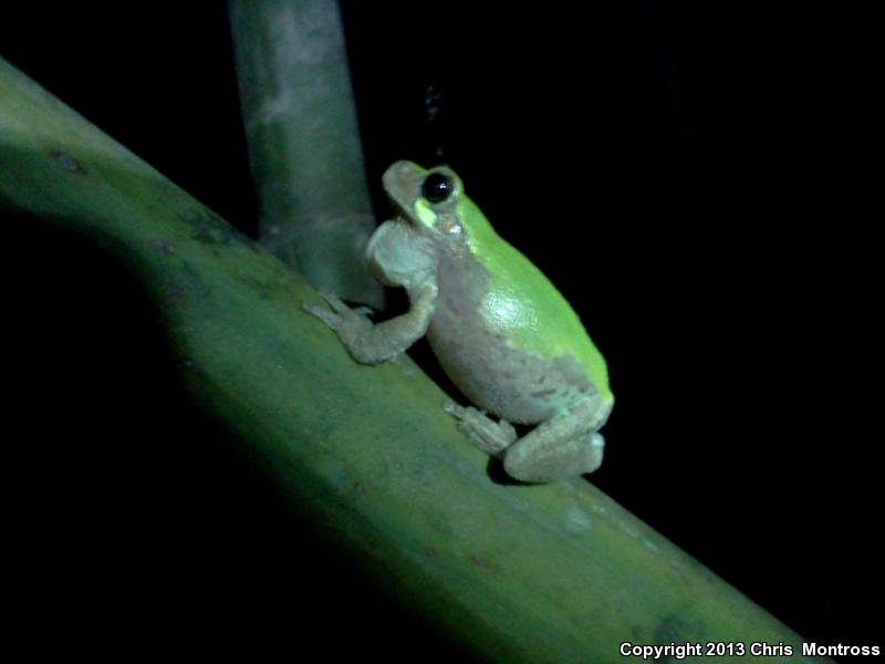 Western Bird-voiced Treefrog (Hyla avivoca avivoca)