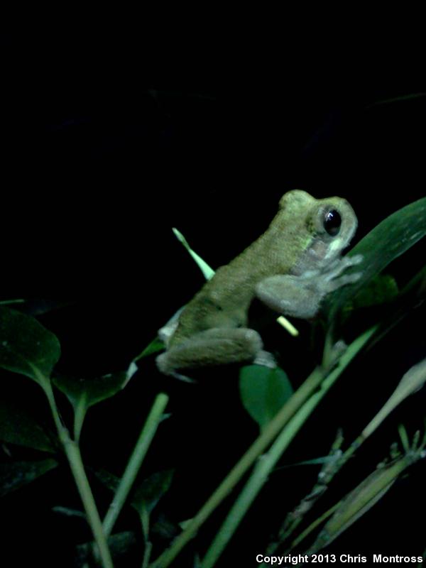 Western Bird-voiced Treefrog (Hyla avivoca avivoca)