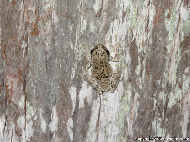 Western Bird-voiced Treefrog (Hyla avivoca avivoca)