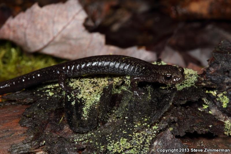 Cheat Mountain Salamander (Plethodon nettingi)