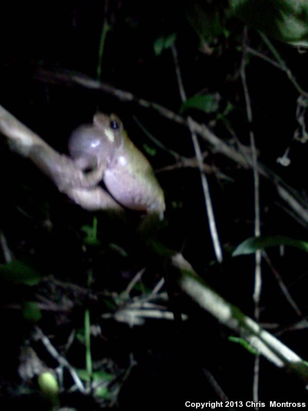 Western Bird-voiced Treefrog (Hyla avivoca avivoca)