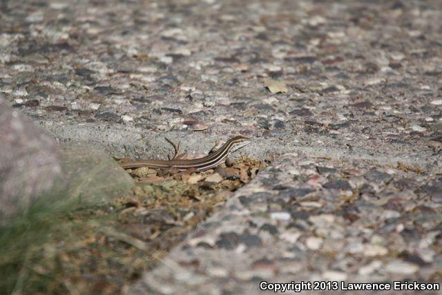 Canyon Spotted Whiptail (Aspidoscelis burti)