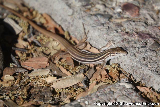 Canyon Spotted Whiptail (Aspidoscelis burti)