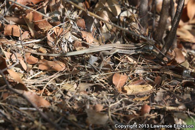 Canyon Spotted Whiptail (Aspidoscelis burti)