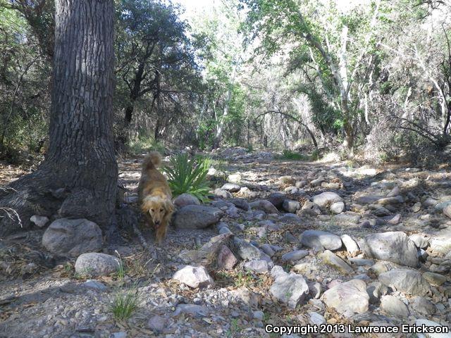 Canyon Spotted Whiptail (Aspidoscelis burti)