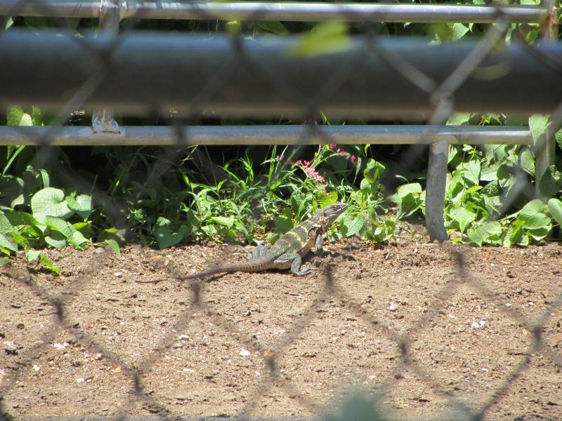 Mexican Spiny-tailed Iguana (Ctenosaura pectinata)