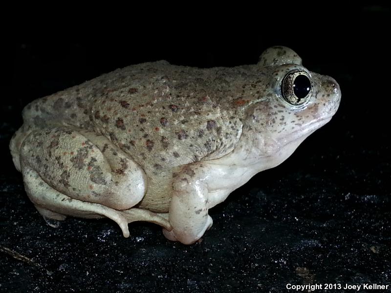 Montain Spadefoot (Spea multiplicata multiplicata)