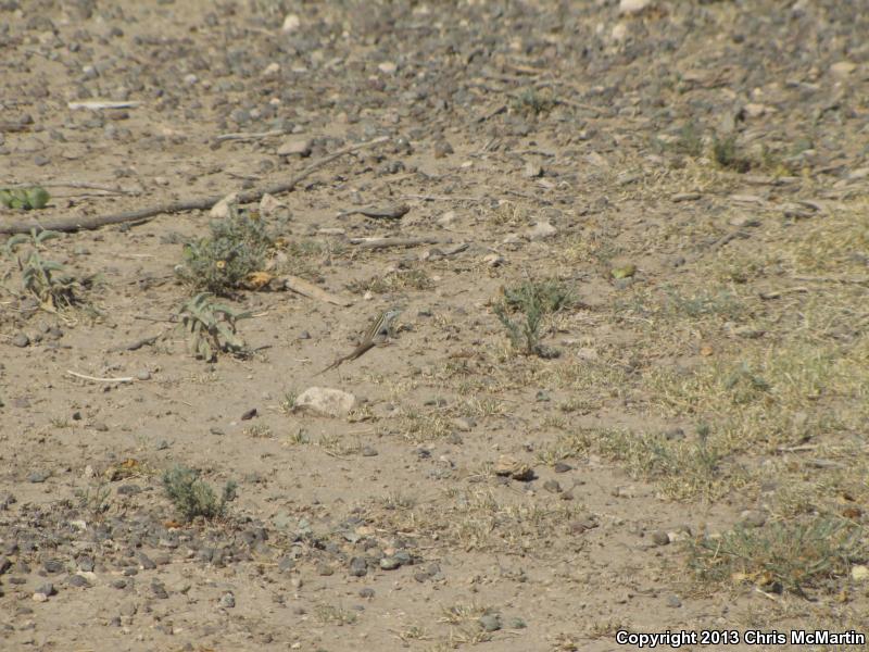 Trans-Pecos Striped Whiptail (Aspidoscelis inornata heptagramma)