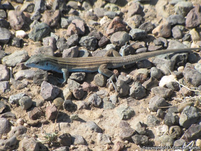 Trans-Pecos Striped Whiptail (Aspidoscelis inornata heptagramma)