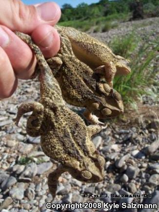 Southern Gulf Coast Toad (Ollotis valliceps)