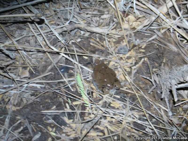 Mazatlan Narrow-mouthed Toad (Gastrophryne olivacea mazatlanensis)