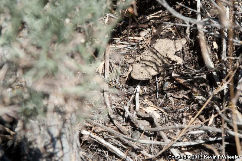 Pygmy Short-horned Lizard (Phrynosoma douglasii)