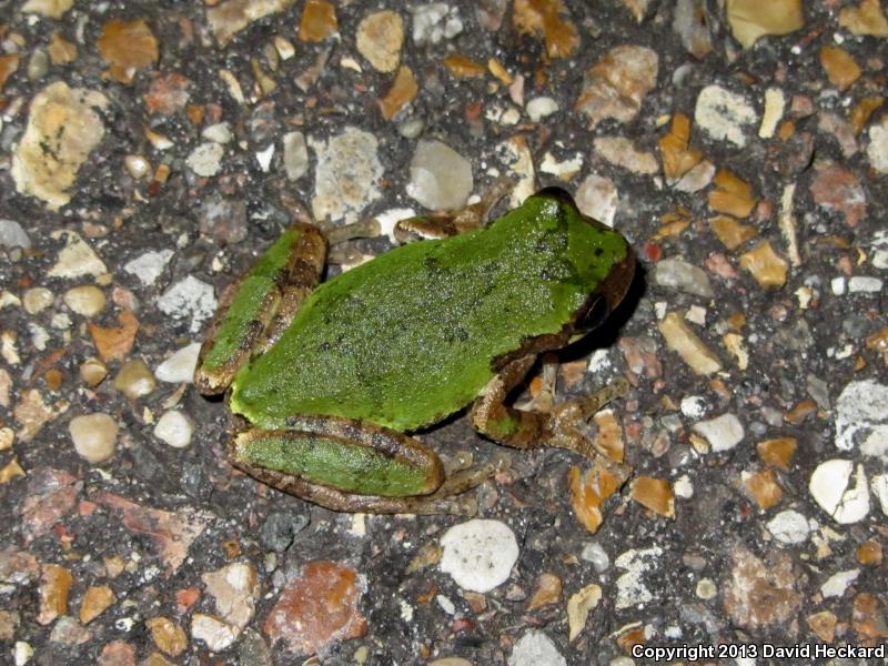 Western Bird-voiced Treefrog (Hyla avivoca avivoca)