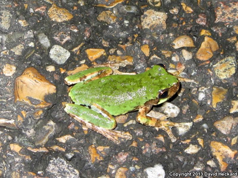 Western Bird-voiced Treefrog (Hyla avivoca avivoca)