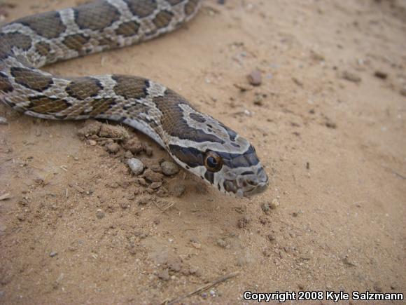 Northern Plains Rat Snake (Pantherophis emoryi emoryi)