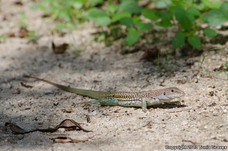 Redback Whiptail (Aspidoscelis xanthonota)