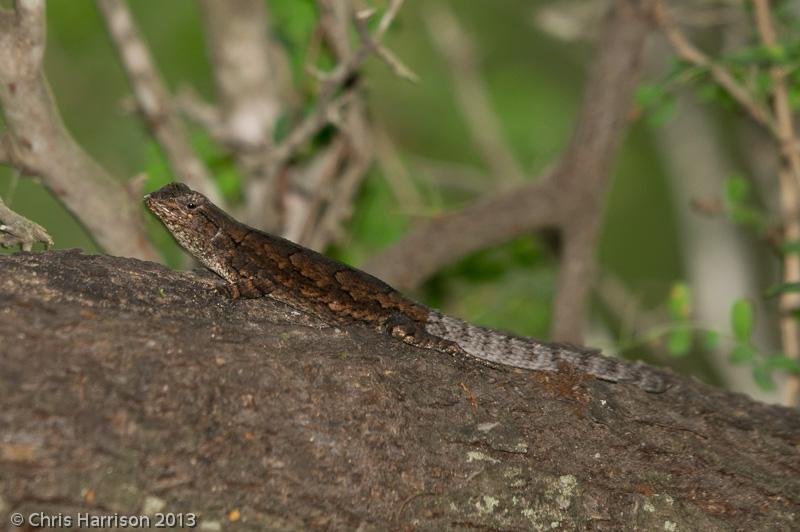 Mesquite Lizard (Sceloporus grammicus microlepidotus)