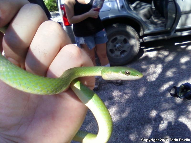 Western Rough Greensnake (Opheodrys aestivus majalis)