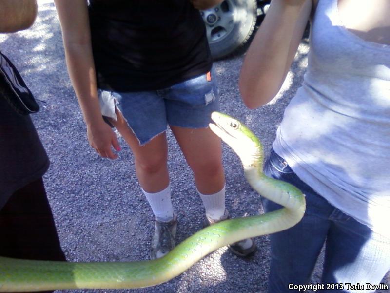 Western Rough Greensnake (Opheodrys aestivus majalis)