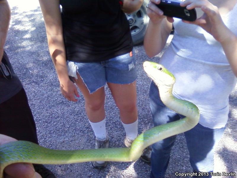 Western Rough Greensnake (Opheodrys aestivus majalis)