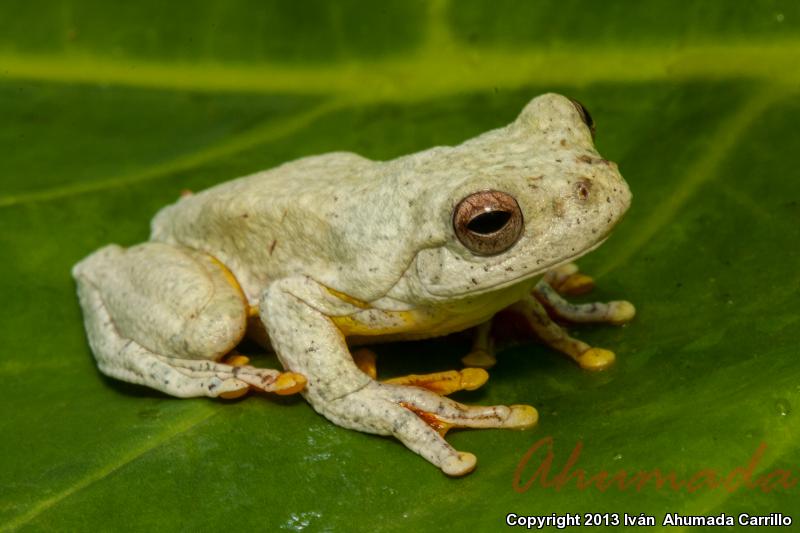 Mahogany Treefrog (Tlalocohyla loquax)