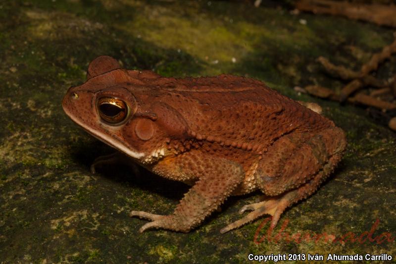 Southern Gulf Coast Toad (Ollotis valliceps)