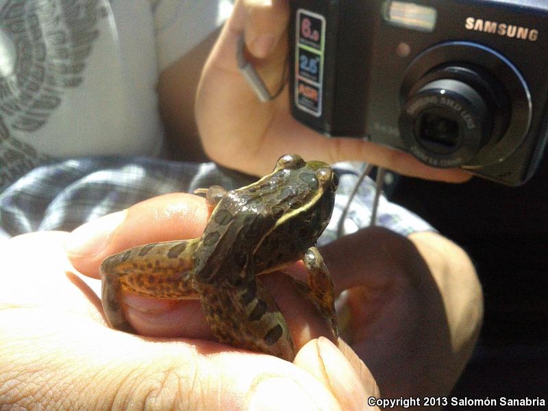 Dwarf Mexican Treefrog (Tlalocohyla smithi)