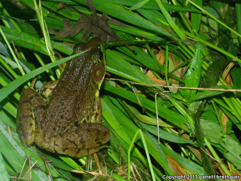 Northern Green Frog (Lithobates clamitans melanota)