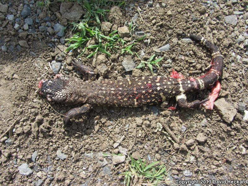Mexican Beaded Lizard (Heloderma horridum horridum)