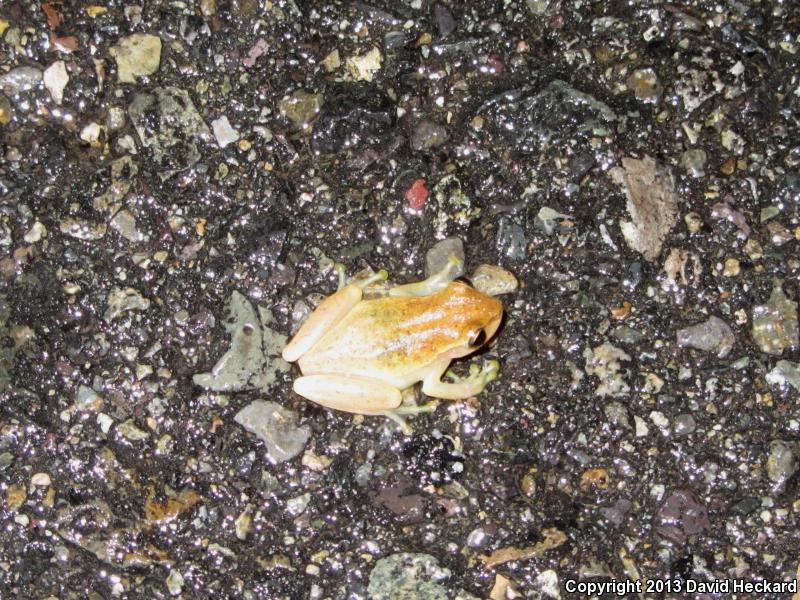 Dwarf Mexican Treefrog (Tlalocohyla smithi)