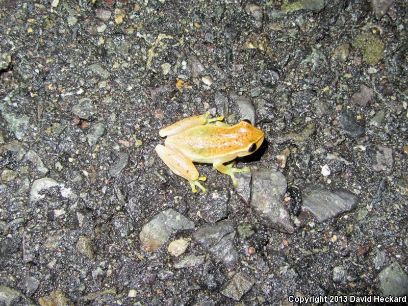 Dwarf Mexican Treefrog (Tlalocohyla smithi)