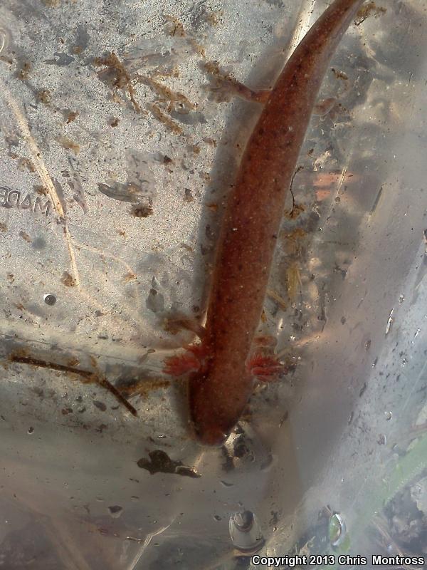 Gulf Coast Waterdog (Necturus beyeri)