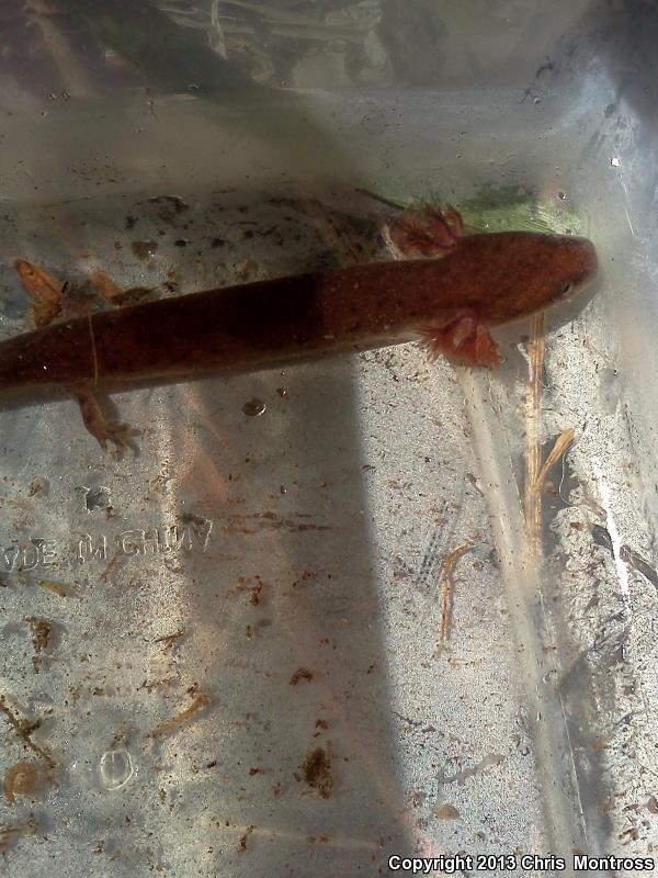 Gulf Coast Waterdog (Necturus beyeri)