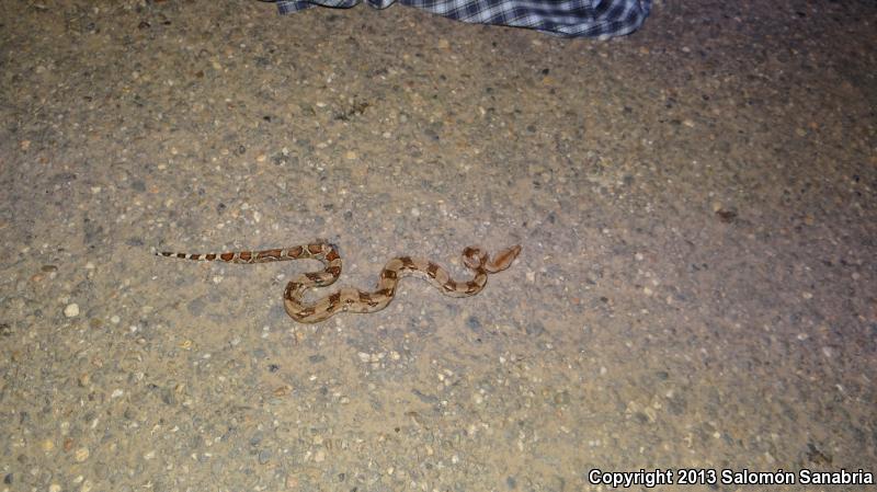 Mexican Boa Constrictor (Boa constrictor imperator)